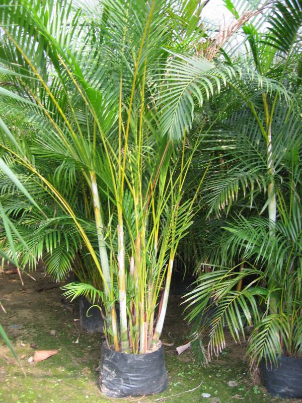 chrysalidocarpus lutescens 1