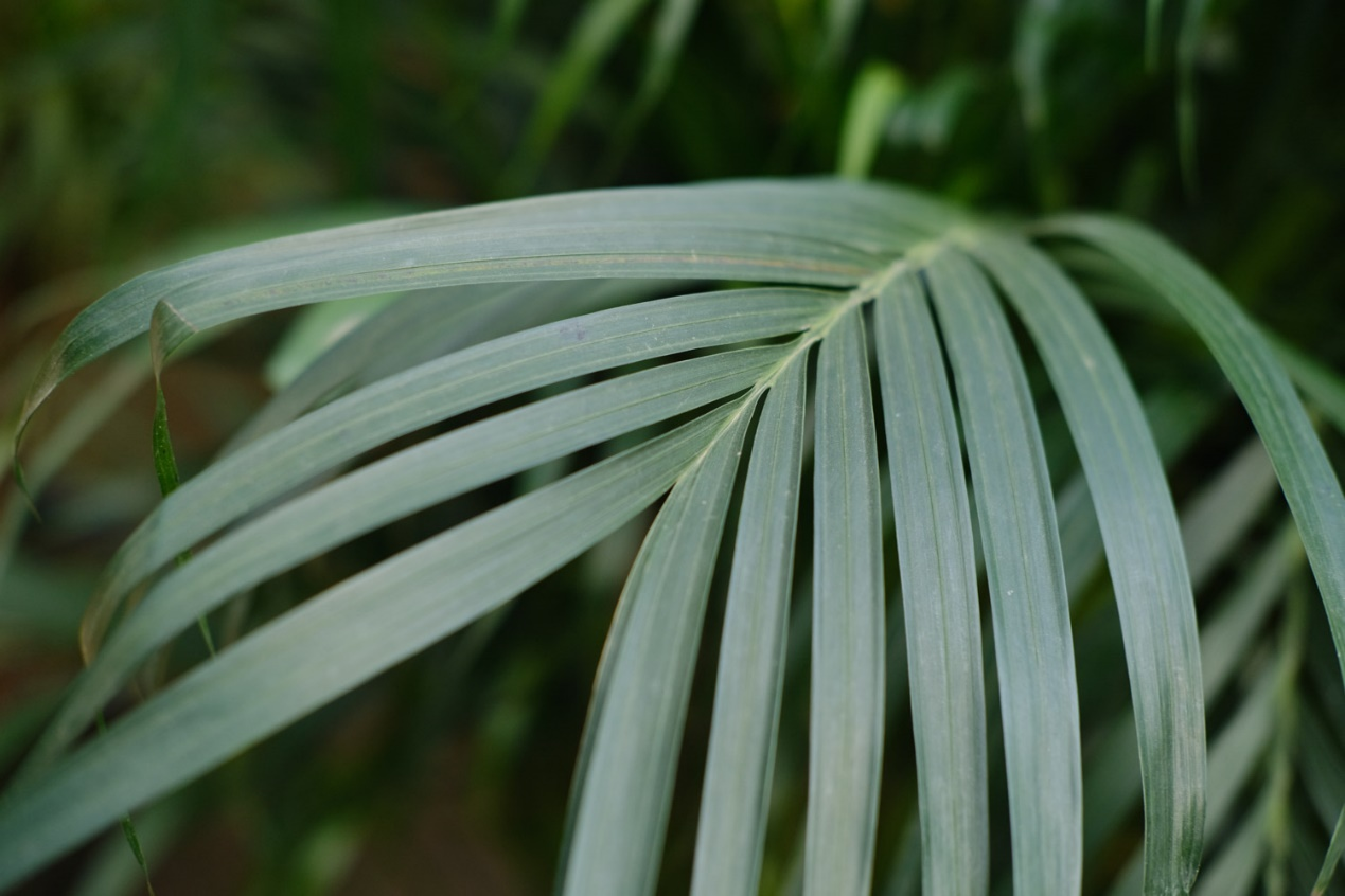 ಲೂಟೆಸೆನ್ಸ್ 2