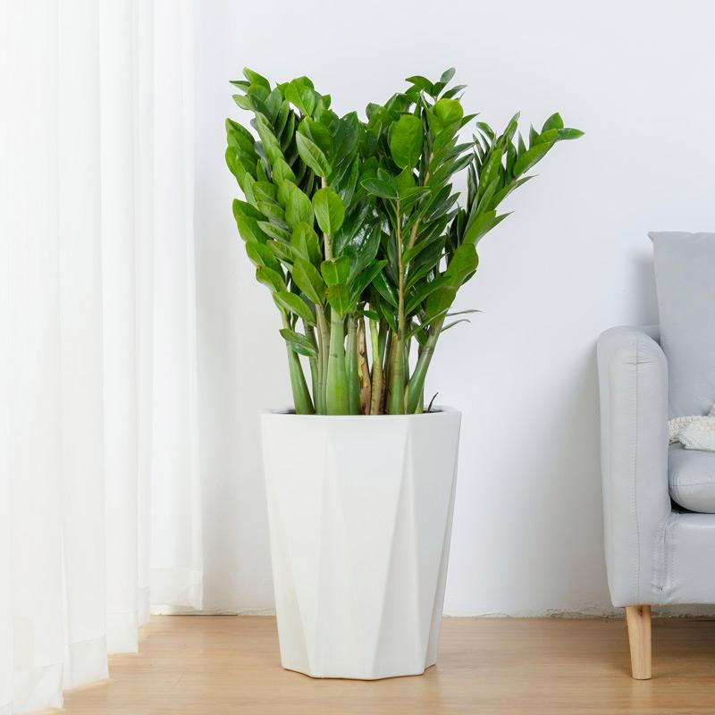 zamioculcas zamifolia 1