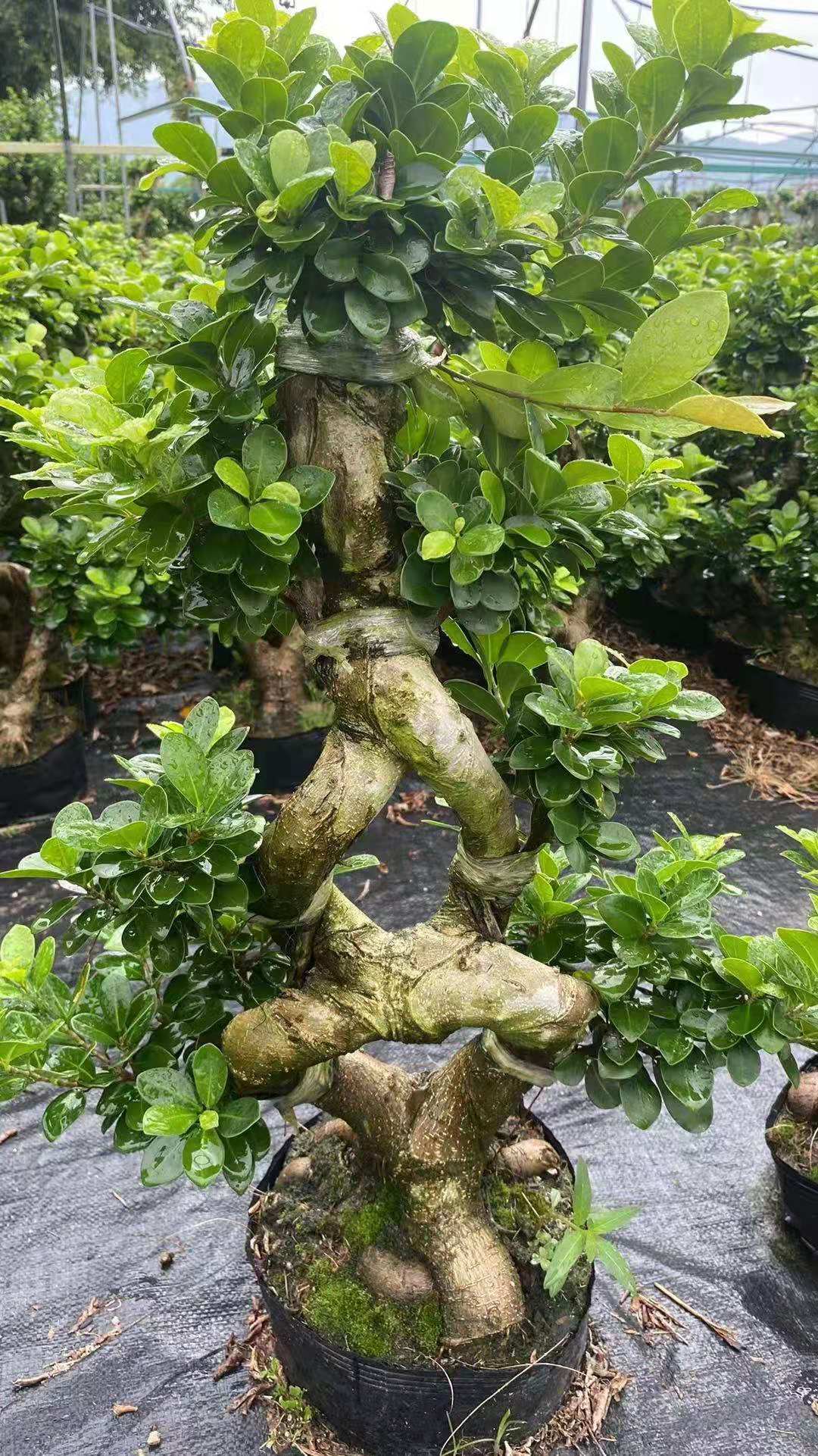 8 shape ficus 1