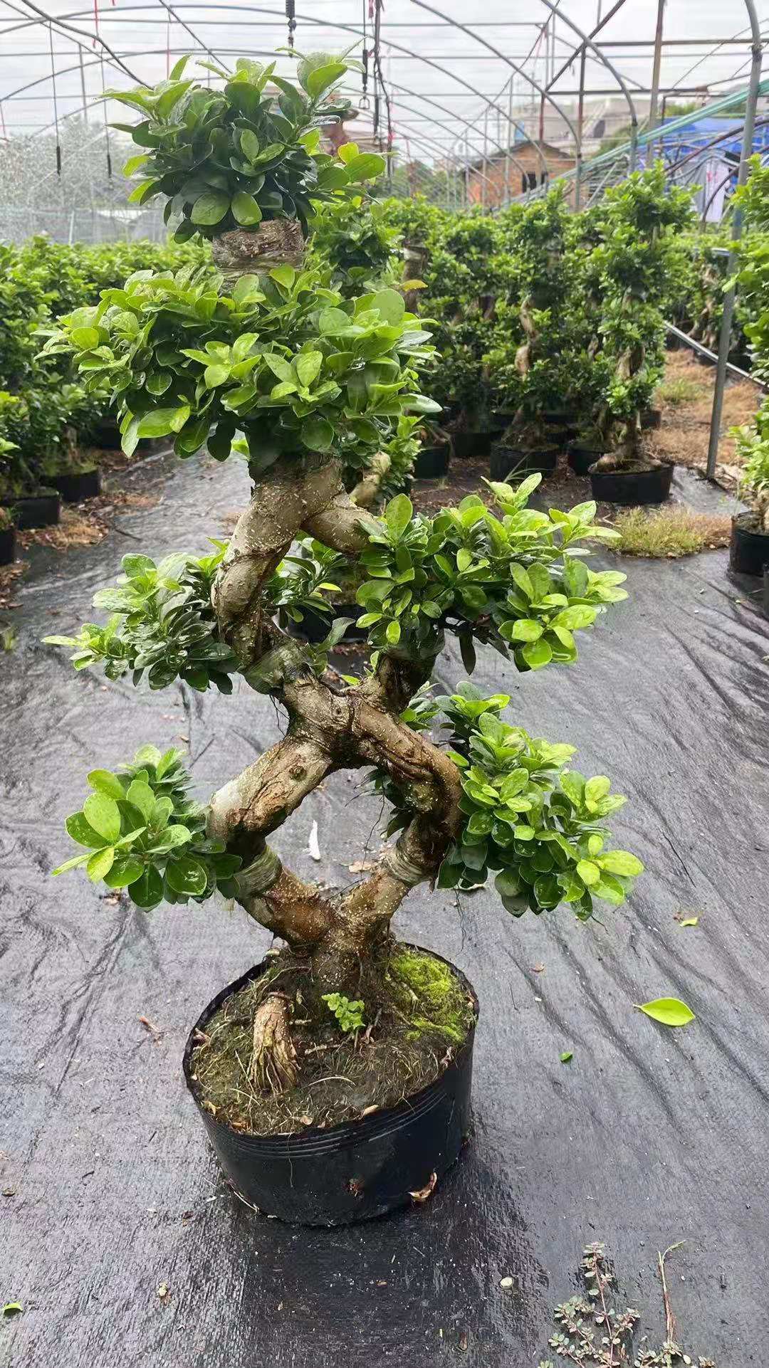 8 shape ficus 2