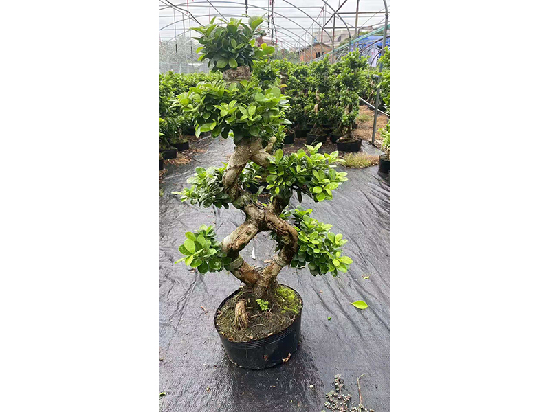 China Ficus Microcarpa 8 Shape factory and manufacturers