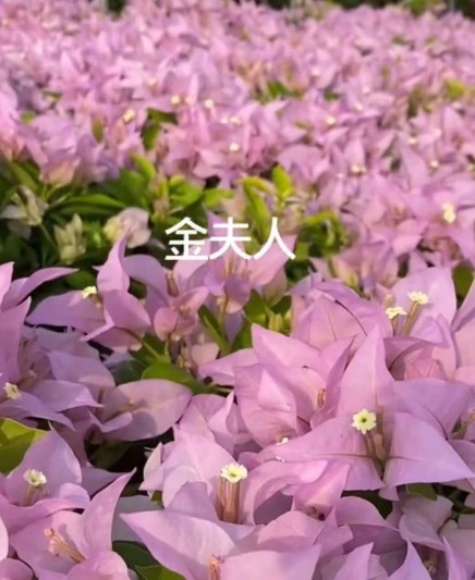 Bougainvillea seedlings (11)