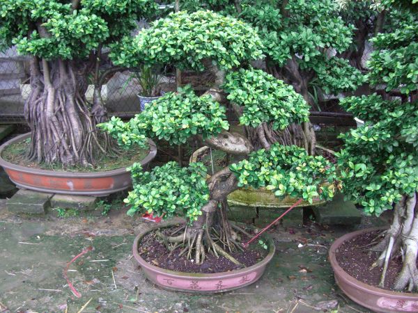Midium Size Ficus Microcarpa Amazing Shape Roots Strange Roots
