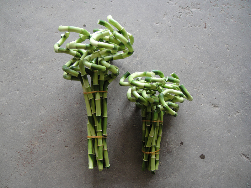 China Indoor Plant Dracaena Sanderiana Spiral Lucky Bamboo factory and  manufacturers | Sunny Flower