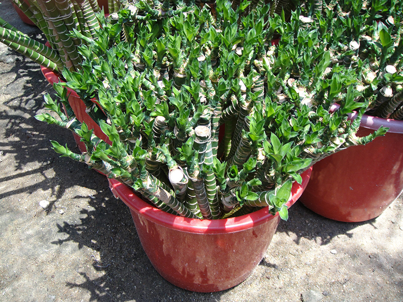 China Lotus bamboo lucky Bamboo plant dracaena sanderiana factory and  manufacturers | Sunny Flower