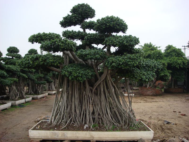 Mature Succulent Plant Ficus Ginseng. A uniquely shaped plant. -   Portugal