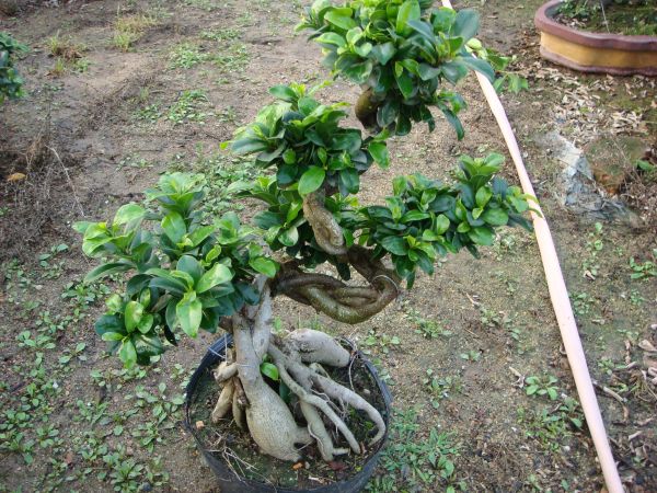 Midium Size Ficus Microcarpa Amazing Shape Roots Strange Roots