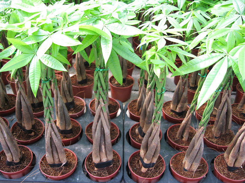 birkin philodendron price Birkin Philodendron – Wild & Son