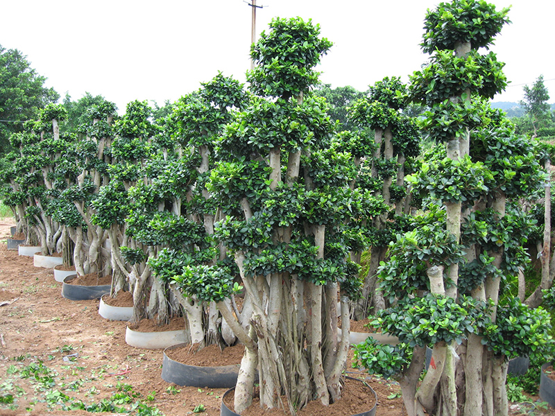 China Hot sale Bonsai Plant Ficus - Foliage Plants Ficus Microcarpa Bonsai  Forest Shape  Sunny Flower factory and manufacturers | Sunny Flower