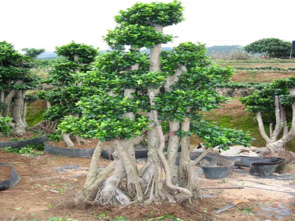 Ficus Bonsai