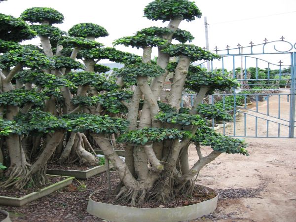 Ficus S-Shape Bonsai Variegated with Peatmoss Tree Bonsai