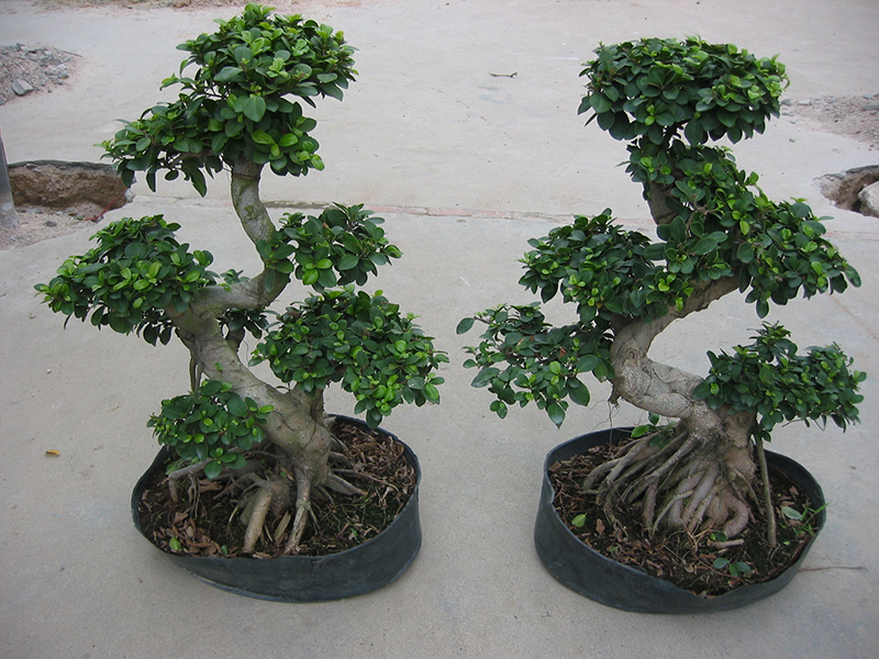 China Grafted S Shaped Ficus Microcarpa Bonsai factory and manufacturers |  Sunny Flower