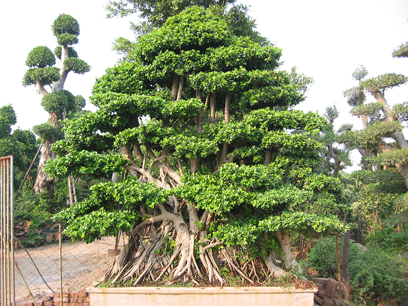 China Wholesale Price China Bonsai Ficus Pot - Ornamental Plants Microcarpa  Ficus Root Shape  Sunny Flower factory and manufacturers | Sunny Flower