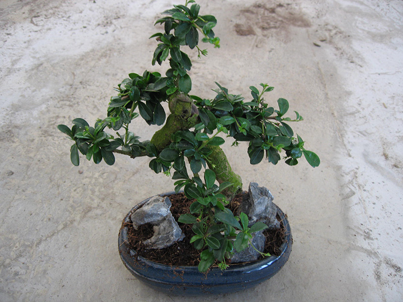 China Bottom price Adenium Arabicum - Natural Ornamental Bonsai Carmona  Microphylla  Sunny Flower factory and manufacturers | Sunny Flower