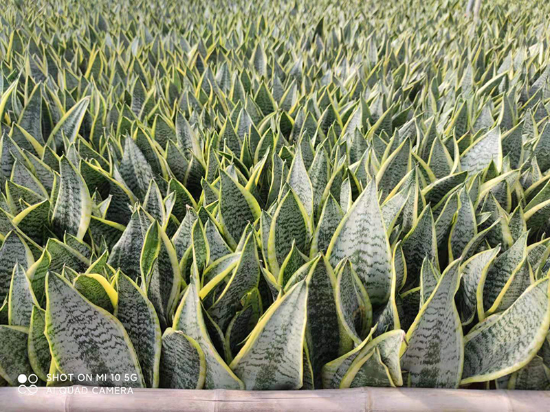 China Quality Inspection for Masoniana Victoria - Sansevieria Superba   Sunny Flower factory and manufacturers | Sunny Flower