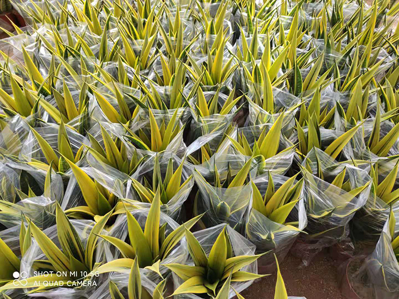 China Sansevieria Golden Flame Plant For Cleaning The Air factory and  manufacturers | Sunny Flower