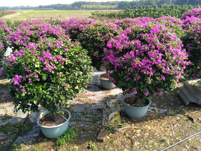 China Wholesale Price Bougainvillea Varieties - Bougainvillea Spectabilis Flower  Tree Outdoor Plant  Sunny Flower factory and manufacturers | Sunny Flower