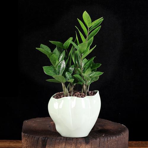 zamioculcas zamiifolia 2