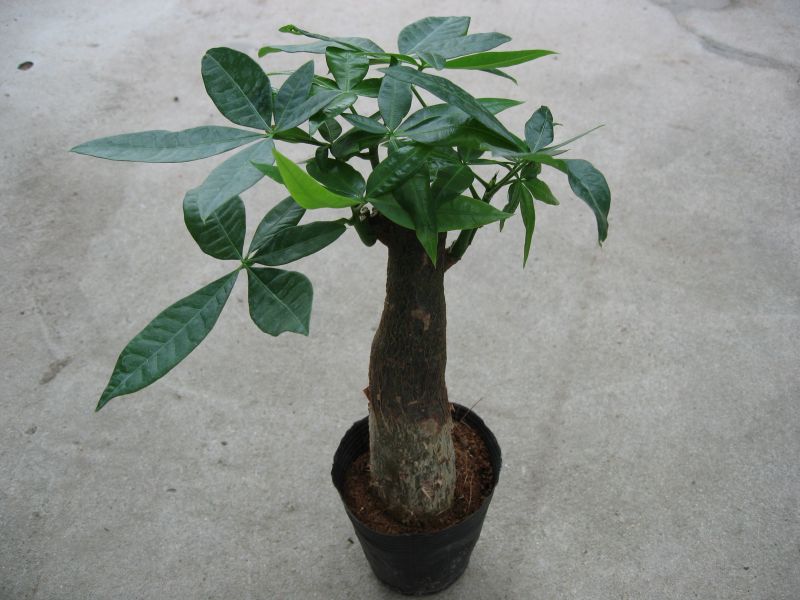 发财树PACHIRA MACROCARPA