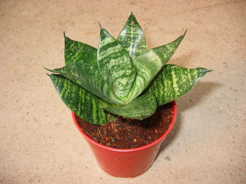 绿边虎尾兰SANSEVIERIA TRIFASCIATA ' HAHNII '